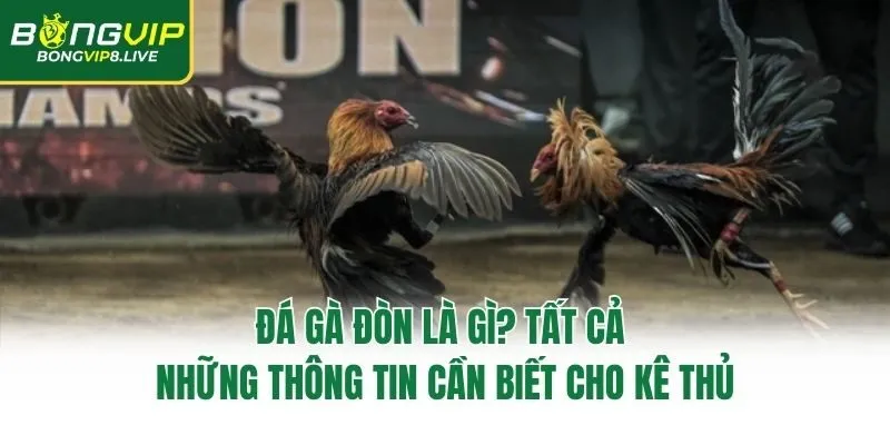 Đá Gà Đòn Là Gì? Tất Cả Những Thông Tin Cần Biết Cho Kê Thủ