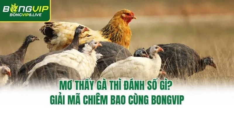 Mơ Thấy Gà Thì Đánh Số Gì? Giải Mã Chiêm Bao Cùng Bongvip